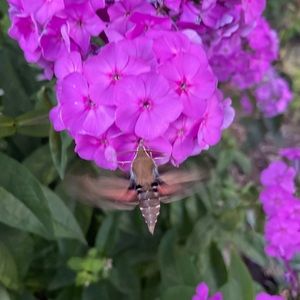 Meet your Posher, Shelley